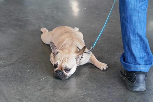 Small French Bulldog on leash lying on stone floor, legs spread, looking tired and funny, owner standing next, only his leg visible