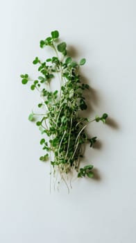 Green microgreens sprouts background, concept of healthy eating, copy space, AI Generated