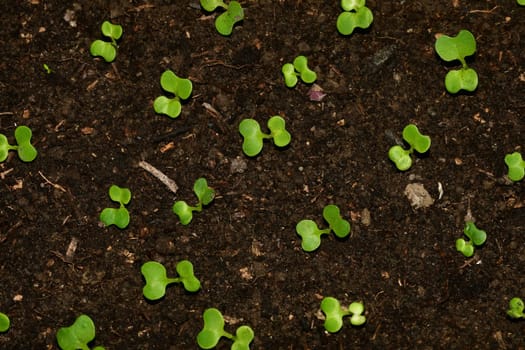 seedlings of Chinese Bok choy
