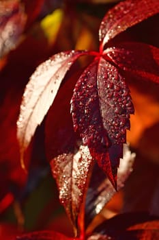 wild wine leaves in autumnal colors with dew drops