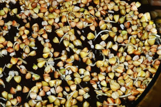 buckwheat, closeup of the sprouts