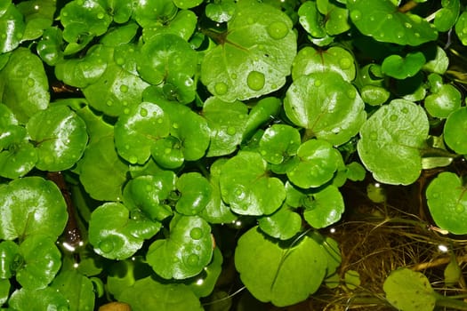 water cress in a closeup with dew drops