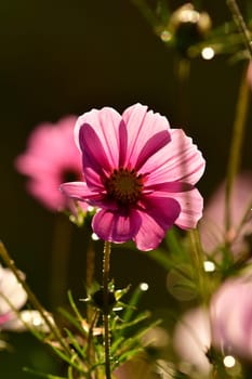 Mexiacan aster flower in backlit on a black background