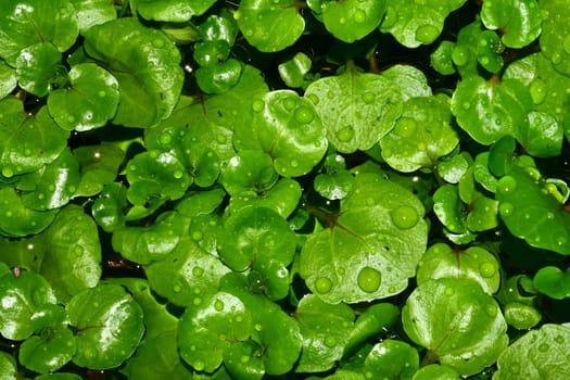 water cress in a closeup with dew drops