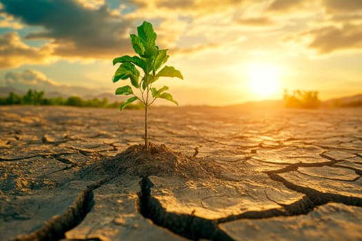 Young tree growing in desolate desert with cracked earth and dead vegetation. AI generated
