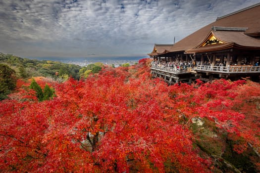 kiyomizu dera temple, surrounded  red maple treesautumn, kyoto, japan