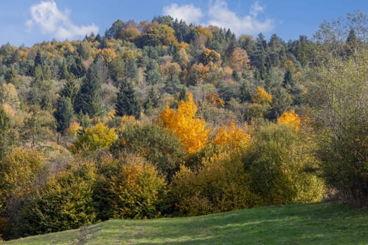 Picturesque view of the autumn landscape in the Pieniny Mountains, colorful leaves on the trees, Szczawnica, Poland. It is time of polish golden autumn