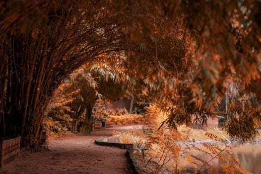Journey through the dark woodland where the road is covered by the shadows of towering trees. Autumn Nature Landscape