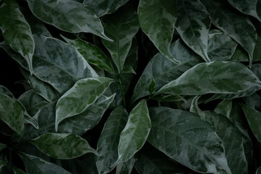 Green hues of freshness and vibrancy fill this close-up shot of leaves, a true display of natural beauty design