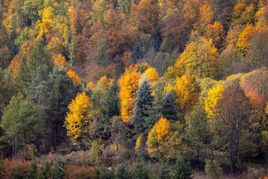 Picturesque view of the autumn landscape in the Pieniny Mountains, colorful leaves on the trees, Szczawnica, Poland. It is time of polish golden autumn