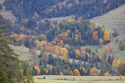 Picturesque view of the autumn landscape in the Pieniny Mountains, colorful leaves on the trees, Szczawnica, Poland. It is time of polish golden autumn