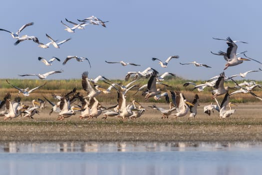 white pelicans (pelecanus onocrotalus) in flight. Danube Delta, Romania