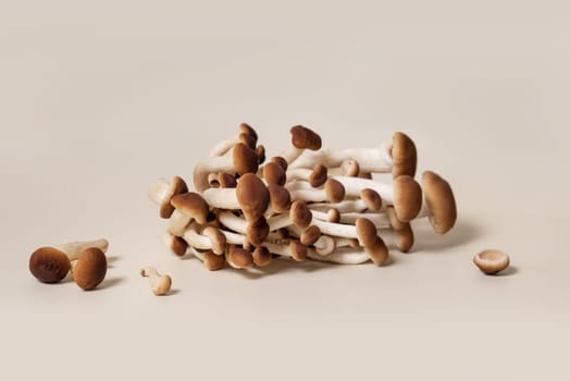 Cluster of fresh raw brown poplar mushrooms or velvet pioppini mushrooms (Cyclocybe aegerita) on beige closeup. Cultivated edible mushrooms, healthy vegan food