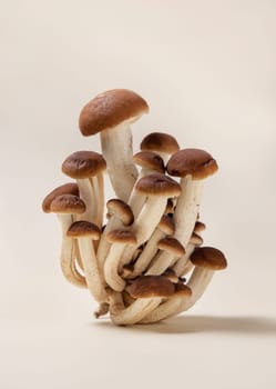 Cluster of fresh raw brown poplar mushrooms or velvet pioppini mushrooms (Cyclocybe aegerita) on beige closeup. Cultivated edible mushrooms, healthy vegan food