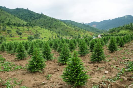 Rows of young Christmas trees grow on a hillside in a mountainous region under overcast skies showcasing lush greenery and earthy soil.
