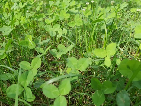 green meadow grass useful as a background