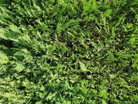 green hedgerow wall useful as a background