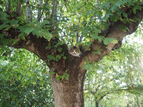 grey tabby cat on ashleaf maple tree