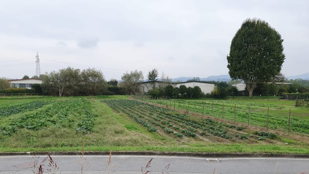 field of vegetables including cables and zucchini