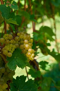 Grapes of the Silvaner grape variety in a vineyard above the city of Wuerzburg in Germany