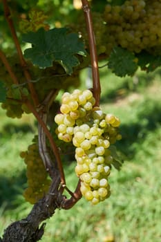 Grapes of the Silvaner grape variety in a vineyard above the city of Wuerzburg in Germany