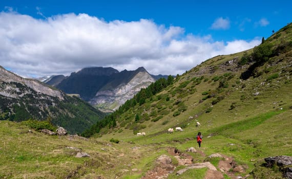 A person is walking through a grassy field with a herd of cows. The sky is cloudy, and the mountains in the background create a sense of depth and grandeur. The scene evokes a feeling of tranquility