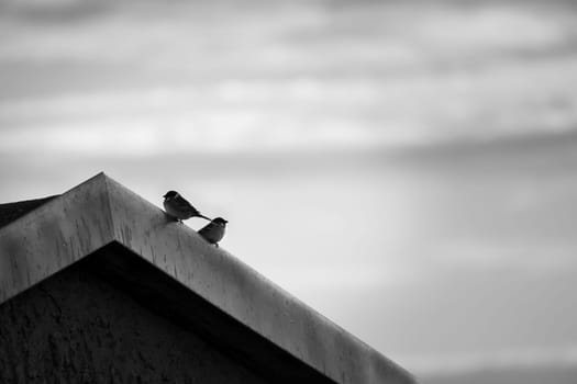 Two sparrows sitting on an eaves. Animal photo of birds from nature. Cloudy sky