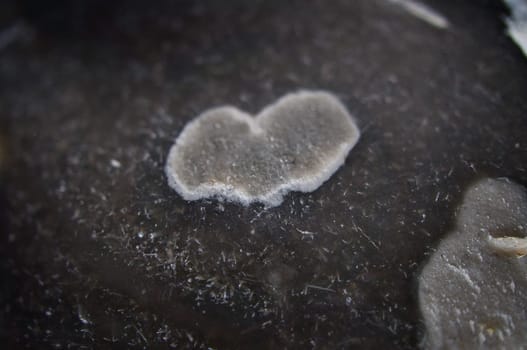 Heart on a black flint with lichen growth lying in the sand, on the beach in Zingst on the Baltic Sea