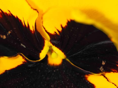 Pansy flower image. Shooting Location: Nishi -ku, Yokohama