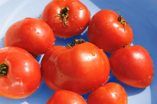 Tomatoes in a blue bowl.