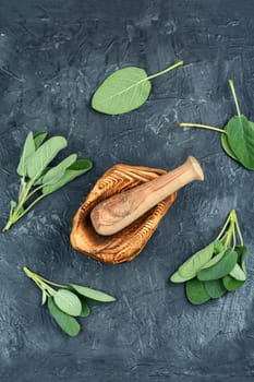 Fresh sage, Salvia officinalis and mortar with pestle.