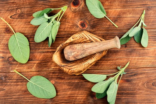 Fresh sage, Salvia officinalis and mortar with pestle.