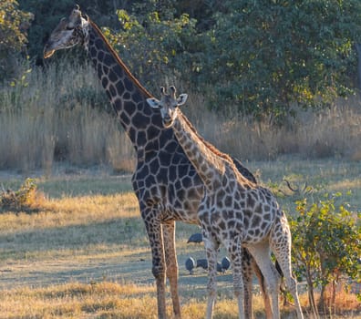 Mom and Baby Giraffe in Evening Light near Matobo National Park in Zimbabwe