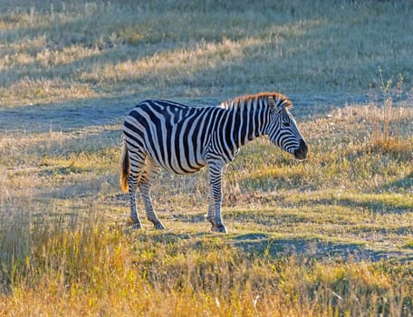 Zebra Grazing in the Early Evening Near Matobo National Park in Zimbabwe