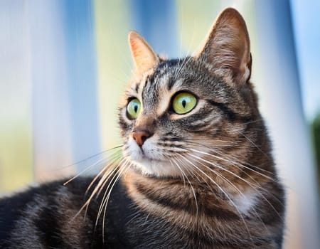 gray tabby cat pet, AI generated image