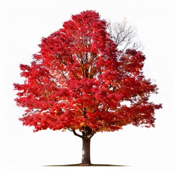 canadian red maple tree cut out over white background, AI generated image