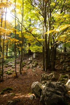 Trees in autumn season background. Beauty in nature. Autumn lansdscape