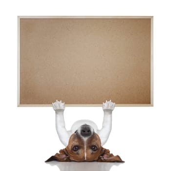 jack russel terrier lifting a big placard