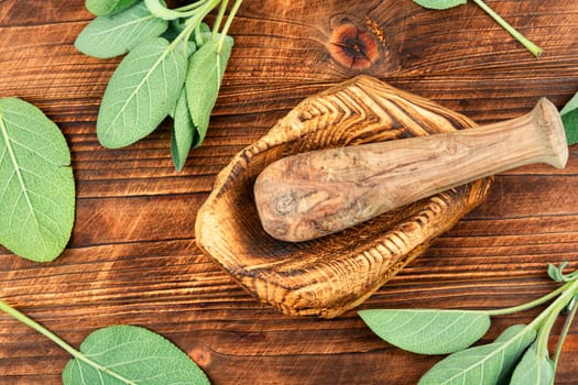 Fresh sage herb, fresh green herb. Medical herbs. Naturopathy, alternative medicine and herbalism.