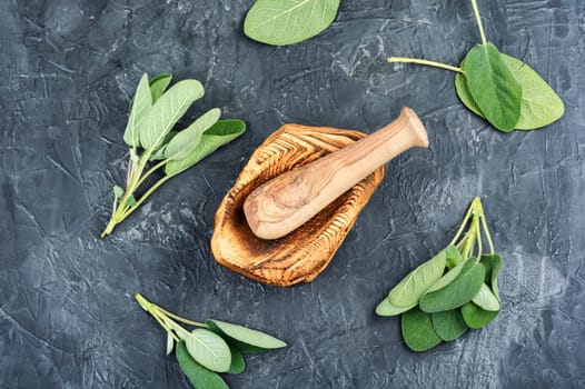 Fresh sage herb, fresh green herb. Medical herbs. Naturopathy, alternative medicine and herbalism.
