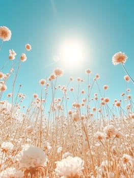 Ethereal scene of fluffy white dandelion flowers in a sun drenched field, reaching towards a bright blue sky with soft sunlight.