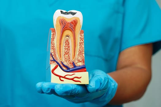 Dentist holding dental implant, artificial tooth roots into jaw, root canal of dental treatment, gum disease, teeth model for dentist.