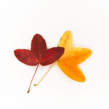 Leaves of Acer monspessulanum, Montpellier maple, French maple with colorful autumn coloring and white background