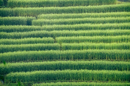 Green rice terraces. Lush agricultural landscape with terraced paddy fields. Nature's beauty in rural Asia. Scenic view of organic farming, perfect for travel destinations and environmental concepts.