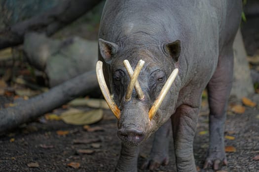 Image of babirusa of wild. Shooting Location: Singapore