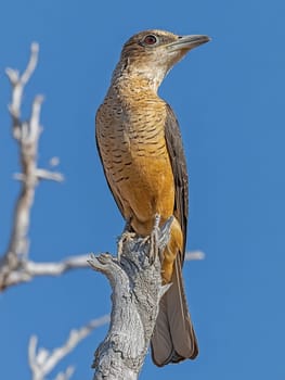 Detailed portrait of a yellow and brown exotic bird perched on a dry branch against a vivid blue sky, showcasing its keen eye and intricate feather patterns.