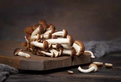 Cluster of fresh raw brown poplar mushrooms or velvet pioppini mushrooms (Cyclocybe aegerita) on dark wood closeup. Cultivated edible mushrooms, healthy food