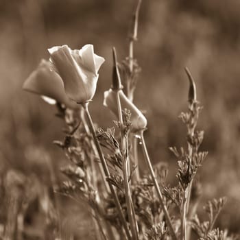 Poppies in a summer meadow. Sepia toned image