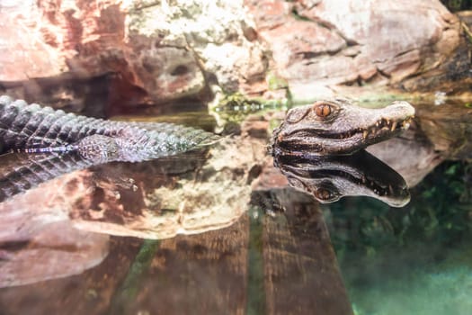 Cuvier Caiman - Paleosuchus palpebrosus. Reptile predator, tropical wildlife