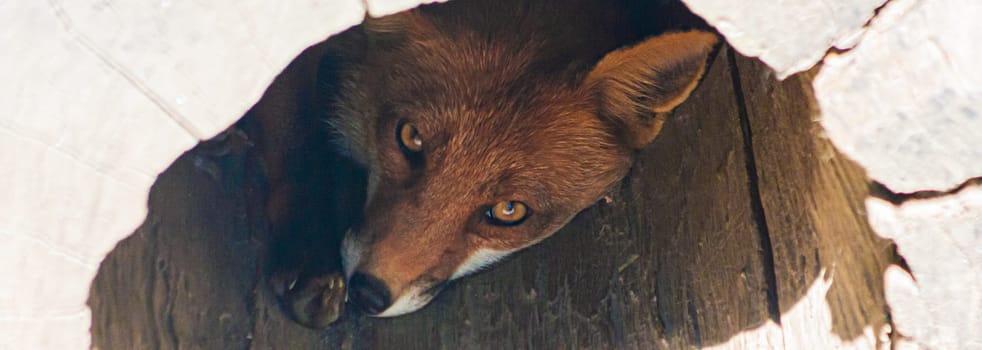 Red fox hunting, hidden in a tree, looking to camera. Wildlife, Vulpes vulpes animal.